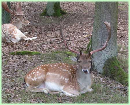 Twee herten in alle rust in het Wildpark Edersee