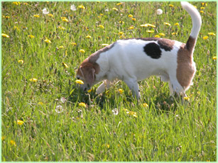 In de lente begint alles weer te groeien en te bloeien en ruiken de honden in met name de velden weer van alles en nog wat.