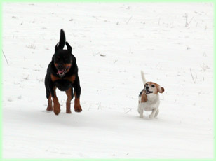Wat is er mooier dan wanneer de honden met elkaar door de sneeuw over de velden aan het rennen zijn.