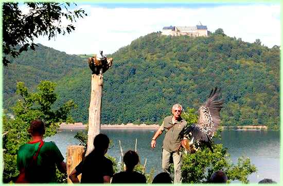 Roofvogels bij Wildpark Edersee