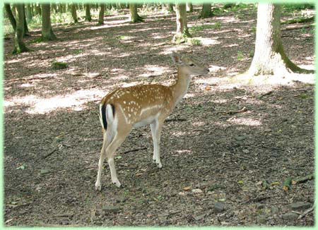 Een loslopende ree in het Wildpark Edersee