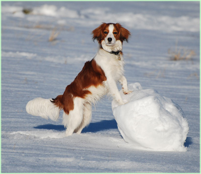 Heeft hij die sneeuwbal zelf gerold en hebben ze hem geholpen?.