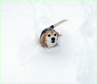 Toch iets te veel sneeuw.