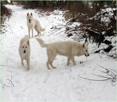 Maar sommige honden hebben een prachtige schutkleur in de winter.